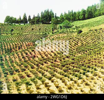 Plantations de thé, Chakva, entre 1905 et 1915. Buissons de thé à Chakva, une petite ville juste au nord de Batumi. Le climat semi-tropical de la côte de la mer Noire dans la Géorgie moderne était idéal pour la culture du thé. Banque D'Images