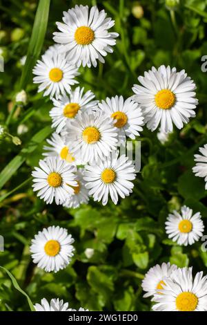 plante de marguerite commune en pleine floraison Banque D'Images