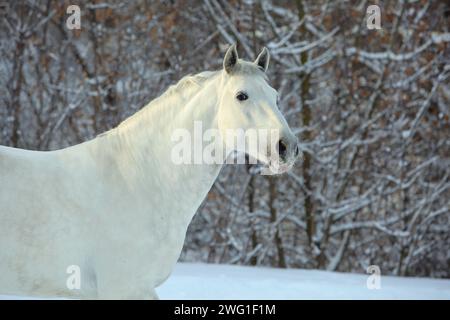 Beau portrait de cheval blanc dans la forêt d'hiver Banque D'Images