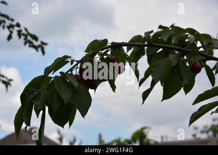 Été ensoleillé lumineux, fruits mûrs sur les arbres. Les cerises brunes et rouges délicieuses et saines poussent sur les branches de l'arbre. Banque D'Images