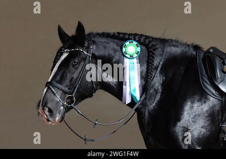 Portrait de cheval de trait lourd Black Shire avec la rosette sur le fond sombre Banque D'Images