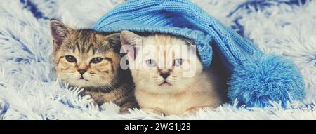 Deux petits chatons portant un gros bonnet tricoté avec pompon couché sur une couverture moelleuse Banque D'Images