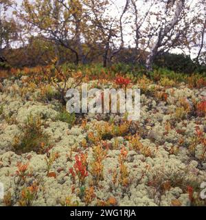 Cladonia stellaris. lichen en forme d'étoile Banque D'Images