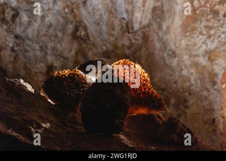 Des formations de calcite uniques dans le monument national Jewel Cave, appelées « longeron à tête de clous », recouvrent la grotte dans une texture semblable à un bijou Banque D'Images