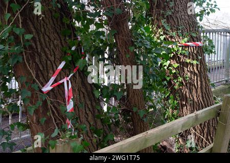 Maidenhead, Royaume-Uni. 2 février 2024. Après avoir abattu un arbre Woodland Trust de l'année en 2021 à Hackney, Londres, les constructeurs Berkeley Homes sont à nouveau sous les projecteurs. Les habitants vivant près de Spring Hill à Maidenhead, dans le Berkshire, sont furieux que Berkeley Homes ait détruit de nombreux arbres sur et autour d'un site où 199 nouvelles maisons doivent être construites. Ceci malgré le fait que les résidents auraient reçu des assurances de Berkeley Homes que les arbres resteraient. Les chirurgiens des arbres du bois de coeur étaient sur place aujourd'hui pour défricher le reste des arbres abattus. Très peu d'arbres restent maintenant au s. Banque D'Images