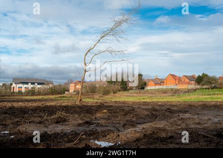 Maidenhead, Royaume-Uni. 2 février 2024. Après avoir abattu un arbre Woodland Trust de l'année en 2021 à Hackney, Londres, les constructeurs Berkeley Homes sont à nouveau sous les projecteurs. Les habitants vivant près de Spring Hill à Maidenhead, dans le Berkshire, sont furieux que Berkeley Homes ait détruit de nombreux arbres sur et autour d'un site où 199 nouvelles maisons doivent être construites. Ceci malgré le fait que les résidents auraient reçu des assurances de Berkeley Homes que les arbres resteraient. Les chirurgiens des arbres du bois de coeur étaient sur place aujourd'hui pour défricher le reste des arbres abattus. Très peu d'arbres restent maintenant au s. Banque D'Images