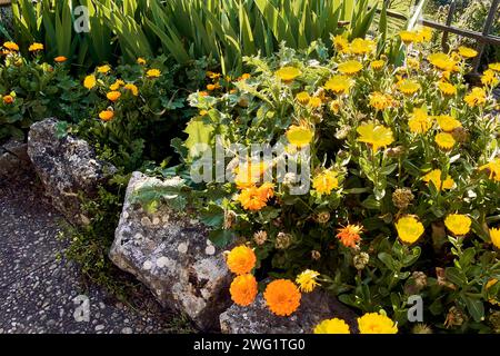Soucis (Calendula officinalis), lys (Iris) et chardon (Silybum marianum) dans la maison de ville. Plan détaillé dans une jardinière en pierre avec rétroéclairage au coucher du soleil. Banque D'Images
