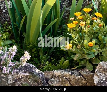 Soucis (Calendula officinalis), lis (Iris), romarin (Salvia rosmarinus) en fleur et chardon (Silybum marianum) dans le patio d'une maison de ville. Banque D'Images
