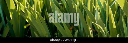 Lys (Iris) dans le patio d'une maison de ville. Plan détaillé. Banque D'Images