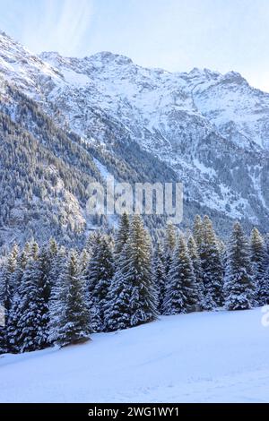 Winterliche Berglandschaft mit verschneiten Tannen im Vordergrund. Misox, Graubünden, Schweiz Banque D'Images