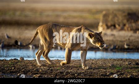 Lion (Panthera leo) Parc transfrontalier Kgalagadi, Afrique du Sud Banque D'Images