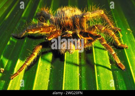 Araignée tarentule en posture de menace sur une fronde de palmier, forêt amazonienne, Oriente, Équateur, Amérique du Sud Banque D'Images