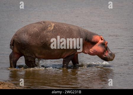 Hippopotame commun marche à travers les bas-fonds au soleil Banque D'Images