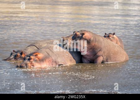 Quatre hippopotames communs se trouvent dans une rivière peu profonde Banque D'Images