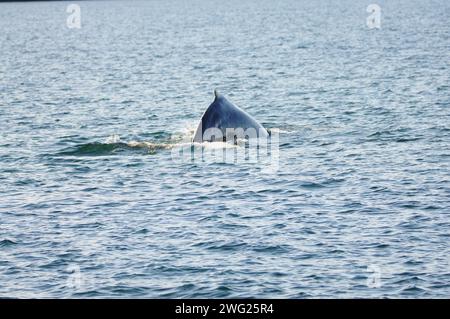 Baleine à bosse (Megaptera novaeangliae) à Eyjafjordur près d'Akureyri, au nord de l'Islande Banque D'Images