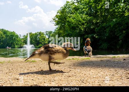 Baby Duck Dresden Great Garden Banque D'Images