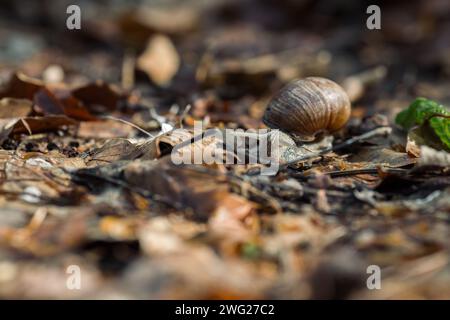 Un escargot avec sa coquille sur le sol dans la forêt en automne Banque D'Images