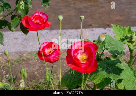 Papaver nudicaule (Poppy d'Islande) est une plante aux grandes fleurs en forme de soucoupe. Il existe de nombreux jardins moghols à Srinagar, dans l'État du Jammu-et-Cachemire, Ind Banque D'Images