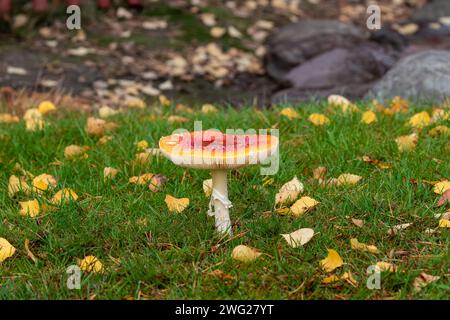 Toadstool champignon toxique sur l'herbe verte avec des feuilles jaunes d'automne Banque D'Images