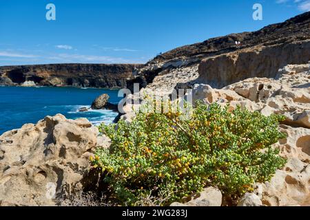 Tetraena fontanesii, Zygophyllum fontanesii sur la côte de l'océan Atlantique dans la ville d'Ajuy, Fuerteventura, Espagne Banque D'Images