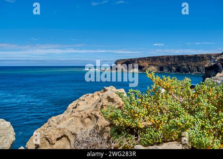 Tetraena fontanesii, Zygophyllum fontanesii sur la côte de l'océan Atlantique dans la ville d'Ajuy, Fuerteventura, Espagne Banque D'Images