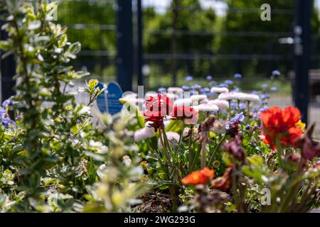 Fleurs colorées dans le jardin par une journée ensoleillée. Ressort. Banque D'Images