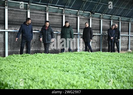 (240202) -- TIANJIN, 2 février 2024 (Xinhua) -- le président chinois Xi Jinping, également secrétaire général du comité central du Parti communiste chinois et président de la commission militaire centrale, marche dans une serre pour contrôler la croissance des légumes en apprenant la reprise des activités agricoles après les inondations de l'an dernier dans un village de la ville de Xinkou dans le district de Xiqing de la municipalité de Tianjin, dans le nord de la Chine, le 1 février 2024. Xi a rendu visite aux habitants de la ville de Tianjin, dans le nord du pays, avant la fête du printemps et a effectué une tournée d’inspection à Tianjin du jeudi au vendredi. (Xinhua/Yan Yan) Banque D'Images