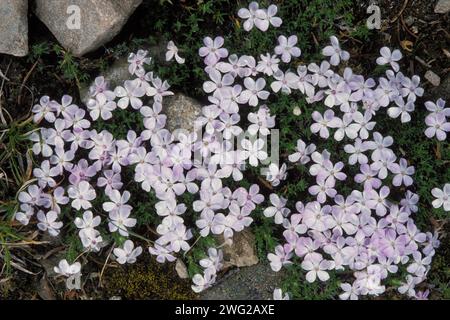 Propagation de phlox, Phlox diffusa, fleurs sauvages fleurissant dans la forêt tropicale du Parc National Olympic, péninsule Olympic, Washington Banque D'Images