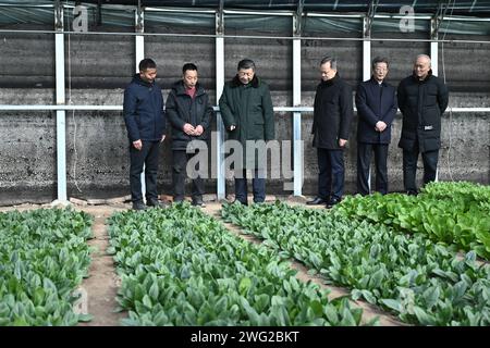 (240202) -- TIANJIN, 2 février 2024 (Xinhua) -- le président chinois Xi Jinping, également secrétaire général du comité central du Parti communiste chinois et président de la commission militaire centrale, marche dans une serre pour contrôler la croissance des légumes en apprenant la reprise des activités agricoles après les inondations de l'an dernier dans un village de la ville de Xinkou dans le district de Xiqing de la municipalité de Tianjin, dans le nord de la Chine, le 1 février 2024. Xi a rendu visite aux habitants de la ville de Tianjin, dans le nord du pays, avant la fête du printemps et a effectué une tournée d’inspection à Tianjin du jeudi au vendredi. (Xinhua/Yan Yan) Banque D'Images