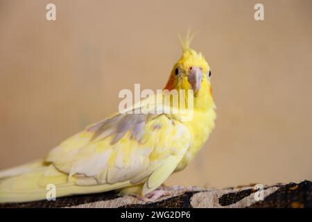 Le cacatiel (Nymphicus hollandicus), également connu sous le nom d'oiseau weiro, ou carrière, est un oiseau qui est un membre de sa propre branche de la famille des cacatoès Banque D'Images