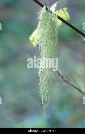 Cheveux de sorcière commune, Alectoria sarmentosa, le long d'un sentier dans le parc national des North Cascades, Washington Banque D'Images