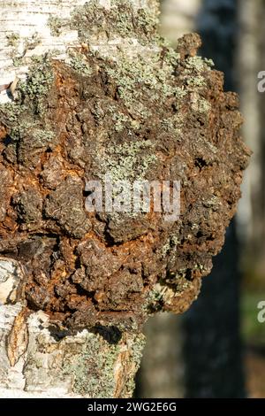 Le boletus noir (Inonotus obliquus, mieux connu sous le nom de chaga ou boletus de bouleau noir) est un champignon parasite non comestible du genre boletus, appartient à Med Banque D'Images