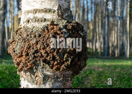 Le boletus noir (Inonotus obliquus, mieux connu sous le nom de chaga ou boletus de bouleau noir) est un champignon parasite non comestible du genre boletus, appartient à Med Banque D'Images