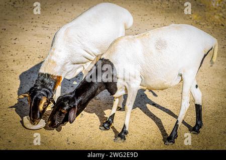 Moutons au parc animalier Al Areen, Bahreïn Banque D'Images