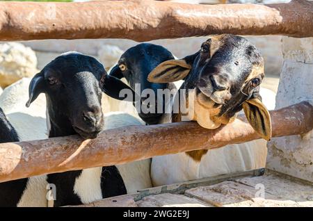 Moutons au parc animalier Al Areen, Bahreïn Banque D'Images