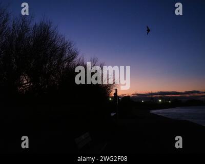 Sheerness, Kent, Royaume-Uni. 2 février 2024. UK Météo : une chauve-souris vue au crépuscule à Sheerness, Kent ce soir. Crédit : James Bell/Alamy Live News Banque D'Images