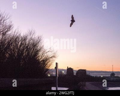 Sheerness, Kent, Royaume-Uni. 2 février 2024. UK Météo : une chauve-souris vue au crépuscule à Sheerness, Kent ce soir. Crédit : James Bell/Alamy Live News Banque D'Images