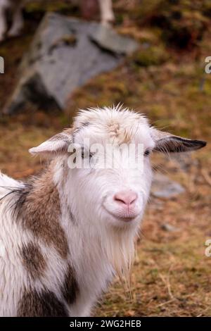 Une chèvre souriante au sanctuaire ornithologique de Herdla, Askøy, Bergen, Norvège Banque D'Images