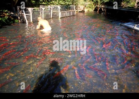 Saumon sockeye, Oncorhynchus nerka, ou saumon rouge, nageant en amont pour frayer et photographe Steve Nourse, à l'intérieur de l'Alaska Banque D'Images