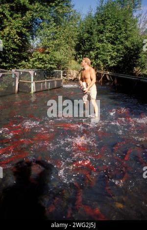 Saumon sockeye, Oncorhynchus nerka, ou saumon rouge, nageant en amont pour frayer et photographe Steve Nourse, à l'intérieur de l'Alaska Banque D'Images