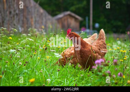 poulet fermier dans l'herbe et les fleurs sur une ferme écologique Banque D'Images