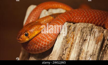 rouge crachant cobra allongé sur un arbre Banque D'Images