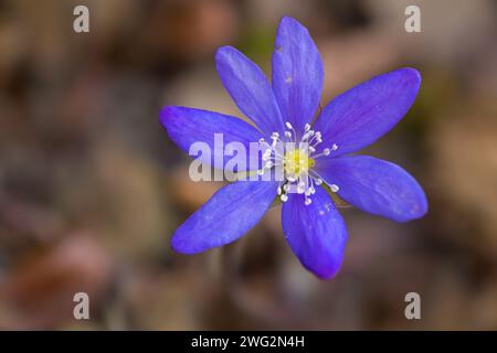 Commune Hepatica / Liverwort / Idneywort / pennywort (Anemone hepatica / Hepatica nobilis) en fleur au printemps Banque D'Images