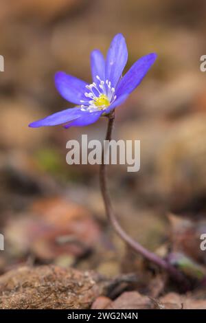 Commune Hepatica / Liverwort / Idneywort / pennywort (Anemone hepatica / Hepatica nobilis) en fleur au printemps Banque D'Images