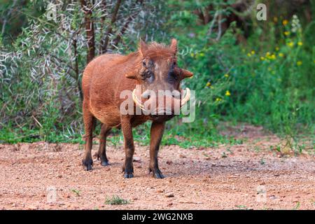 warthog Bush cochon marchant dans la brousse, réserve animalière au Botswana Banque D'Images