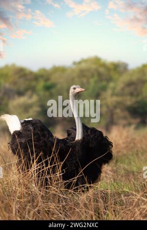 Autruche marchant dans la brousse, réserve de gibier sauvage au Botswana Banque D'Images