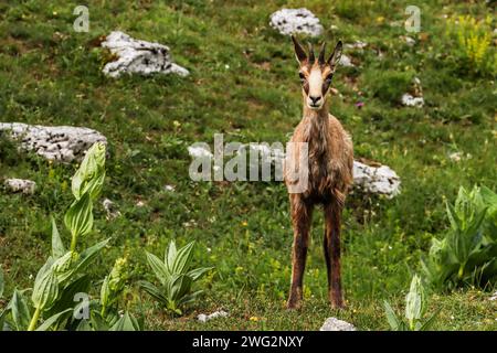 Chamois au printemps, pâturage fleuri sur la dent de Vaulion dans le jura suisse Banque D'Images