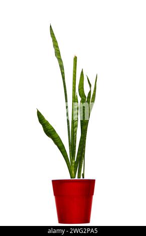 Image d'une plante d'intérieur Sansevieria dans un pot rouge sur un fond blanc Banque D'Images