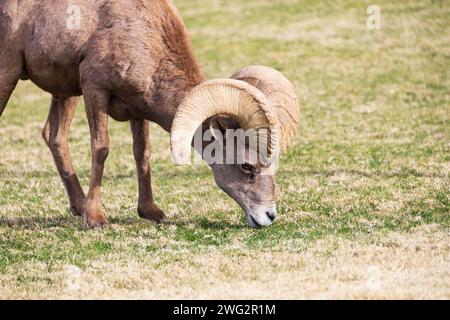 Le mouton Bighorn de près comme il pèle sur un flanc de montagne en pente Banque D'Images