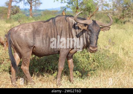 Streifengnu und Rotschnabel-Madenhacker/ gnous bleu et pics à bec rouge / Connochaetes taurinus et Buphagus erythrorhynchus Banque D'Images